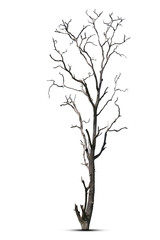 Dead tree in nature on a white background