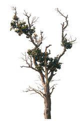 Dead tree in nature on a white background