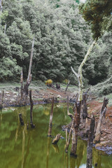 dark swamp