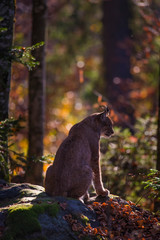 lynx
