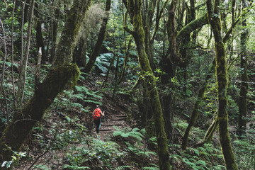 hiker in the forest