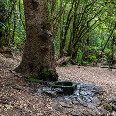 Fountain into the tree