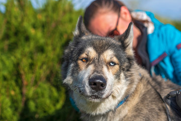 Husky portrait in autumn park close up.