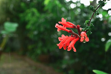 Beautiful red Lipstick flowers blossom in the rain
