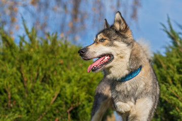 Husky portrait in autumn park close up.