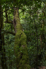 alone tree in La Gomera