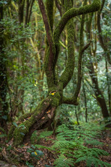 tree in forest la Gomera