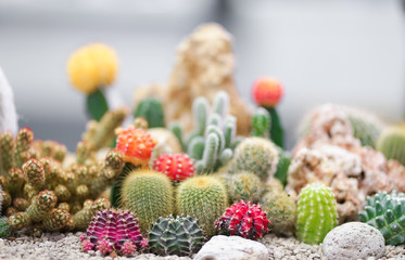 Succent plants. Closed up details of the cactus with soft focus on the red gymnocalycium.