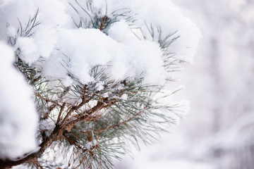 Snow on the branches of spruce. Spruce branch on winter day.Large blue spruce branch with snow. Winter spruce branch under white snow.