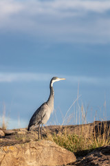 Black-headed heron in the Masai Mara