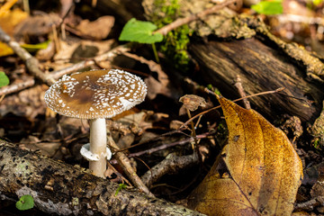 Champignons en forêt