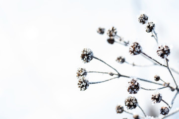 Winter abstraction. The plant is frozen in the winter. White background.