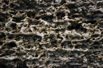 The texture of the coquina macro photo. Beautiful natural background natural shell rock close-up. Spongy structure of the surface of the stone rock shell.