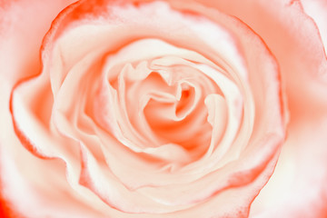Fototapeta na wymiar Coral rose close-up. Flower. Selective focus. Soft coral rose color.