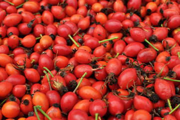 Freshly picked rose hips