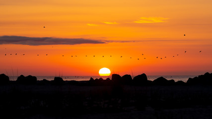Silhouette of Northern Gannets in flight at sunrise.