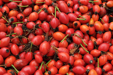 Freshly picked rose hips