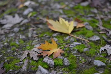 autumn leaves on the ground