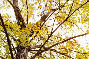 Beautiful background of golden leaves of autumn in the trees with sunlight behind