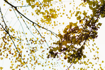 Beautiful background of golden leaves of autumn in the trees with sunlight behind
