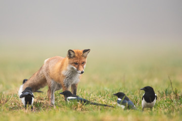 Mammals - European Red Fox (Vulpes vulpes)