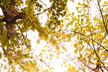 Beautiful background of golden leaves of autumn in the trees with sunlight behind