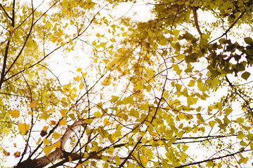 Beautiful background of golden leaves of autumn in the trees with sunlight behind