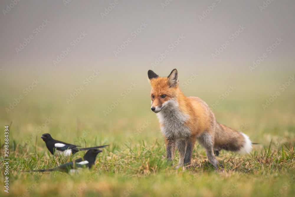 Wall mural Mammals - European Red Fox (Vulpes vulpes)