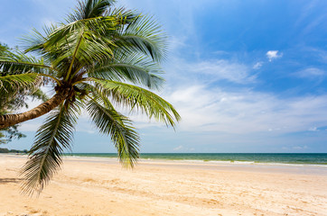 Fototapeta na wymiar Coconut tree on beach and blue sky