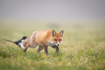Mammals - European Red Fox (Vulpes vulpes)