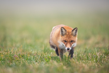 Mammals - European Red Fox (Vulpes vulpes)