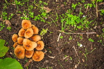 mushrooms in the meadow (forest, edible or inedible species of mushroom) concept. food background. copy space. Top view