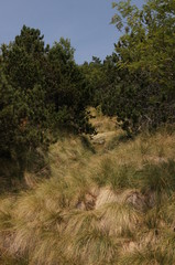 Obraz premium Paysage forestier