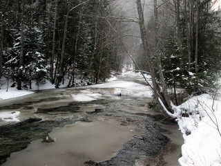 Forest on the banks of the river in winter