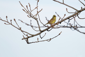black-faced bunting on branch
