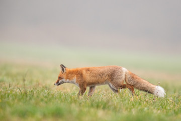 Mammals - European Red Fox (Vulpes vulpes)