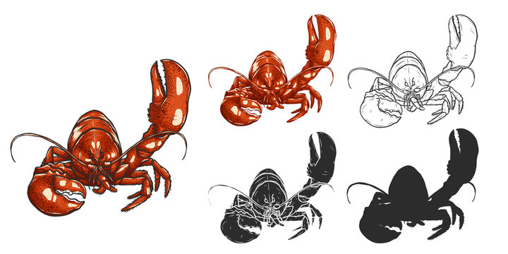 Set of lobster by hand drawing.Lobster vector silhouette on white background.Shrimp art highly detailed in line art style.Animal pictures for coloring.