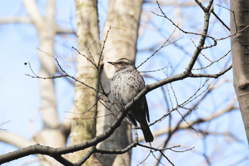 dusky thrush sitting on branch