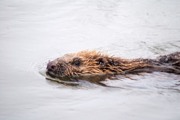 Swimming beaver