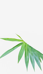 horizontal green leaf texture for pattern and background