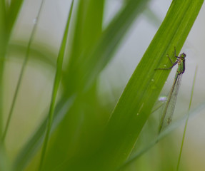 green leaf with water drops