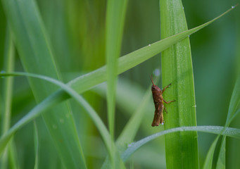 green frog on leaf