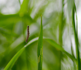 Caterpillar hanging 