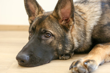 Herder pup ligt relaxt