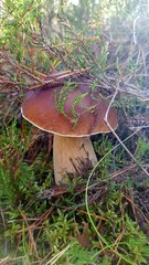 Boletus mushroom in the forest.