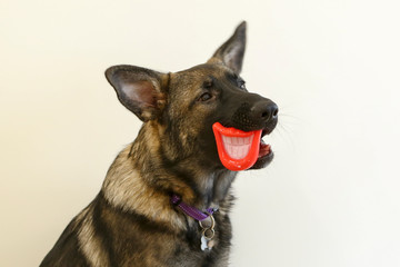 Herder pup met halloween mondje in bek
