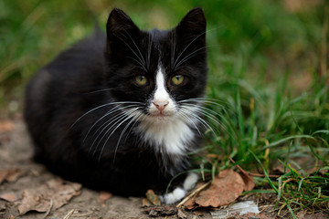 portrait of fluffy wild cat