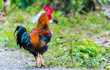 Rooster on a free range poultry farm