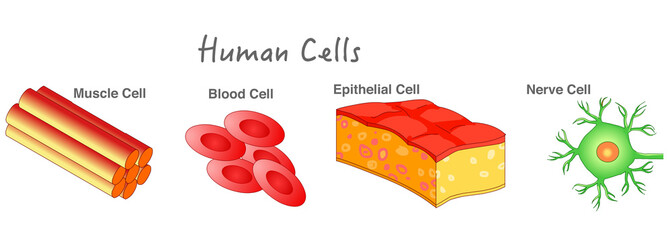 Human cells samples. Epithelial skin cell, Erythrocyte, muscle cell, blood cell, nerve neuron cell diagram. Biology lesson example. Dark background. Drawing line illustration. School, education vector