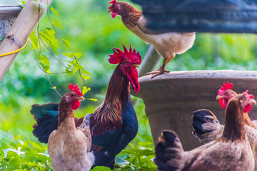 Rooster and chickens on a free range poultry farm